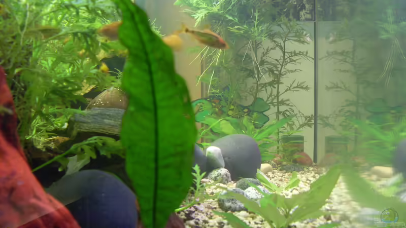 07.09.14 längs von Stefano83 (11)