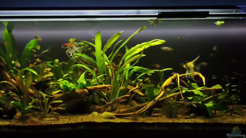 07.09.2017 von Ragner (12)