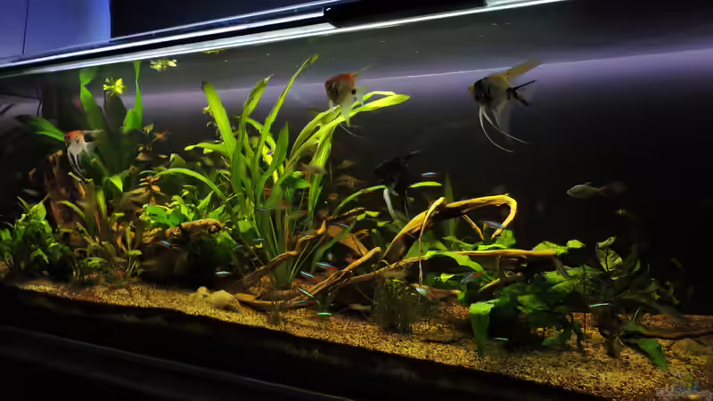 07.09.2017 von Ragner (7)