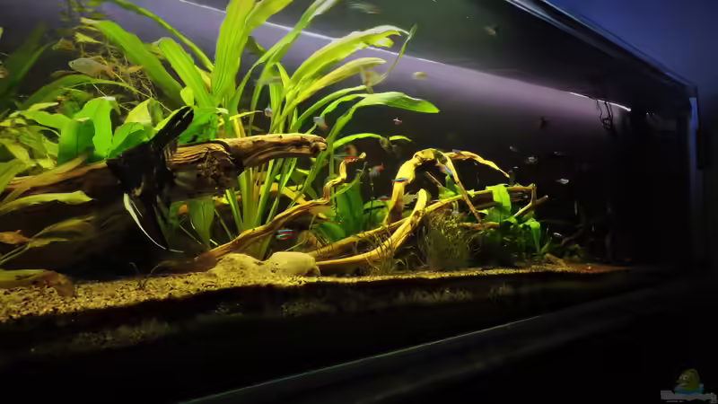 07.09.2017 von Ragner (8)