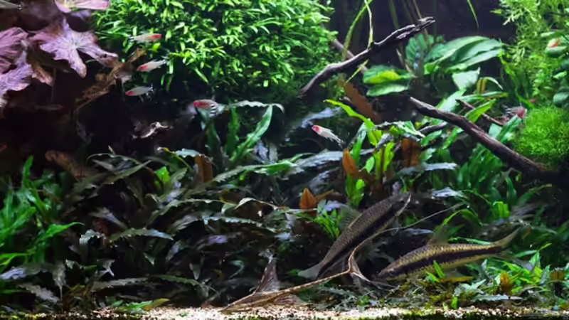 07.10.17 von Der Nicky (101)