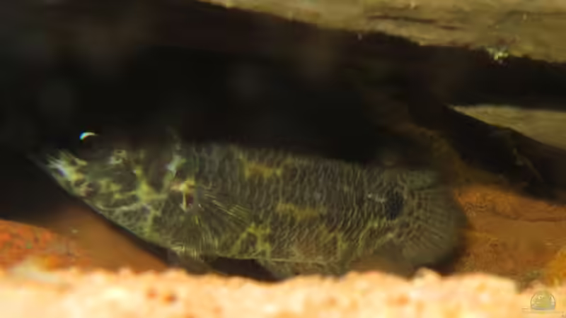 07.10.2017 Ctenopoma acutirostre von db (45)