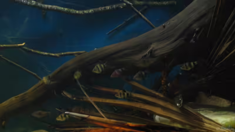 07.12.2017 leider unscharf da Tiere zu hektisch von der Theoretiker (35)