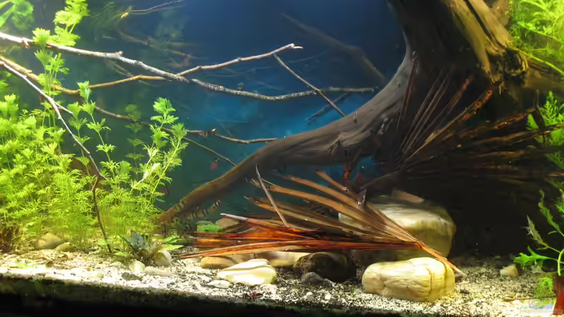 07.12.2017 von der Theoretiker (20)