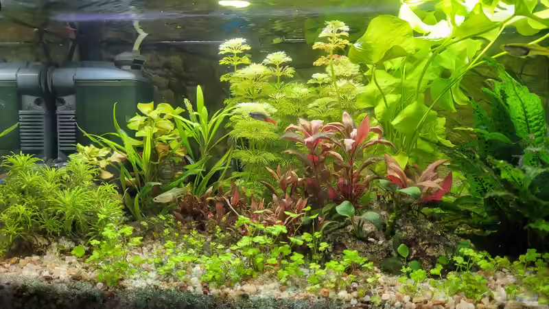 07/2021 von KleinerFisch (2)