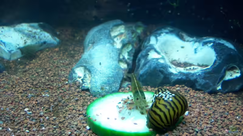 08.01.2015 von Schratze (23)