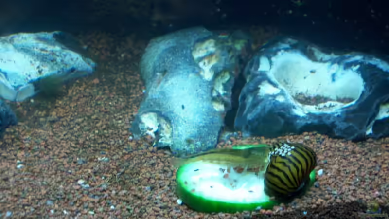 08.01.2015 von Schratze (26)