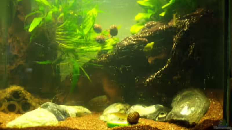 08.01.2015 von Schratze (27)