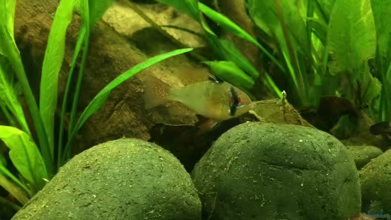 08.02.2014 Der kleine Chef das SSB Männchen  von Trimmy (23)