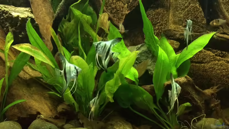 08.02.2014 Die ganze Truppe zusammen (nicht alle konnten still halten (; ) von Trimmy (21)