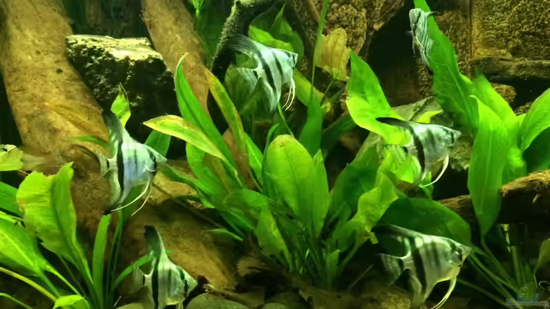 08.02.2014 Die ganze Truppe zusammen (nicht alle konnten still halten (; ) von Trimmy (22)