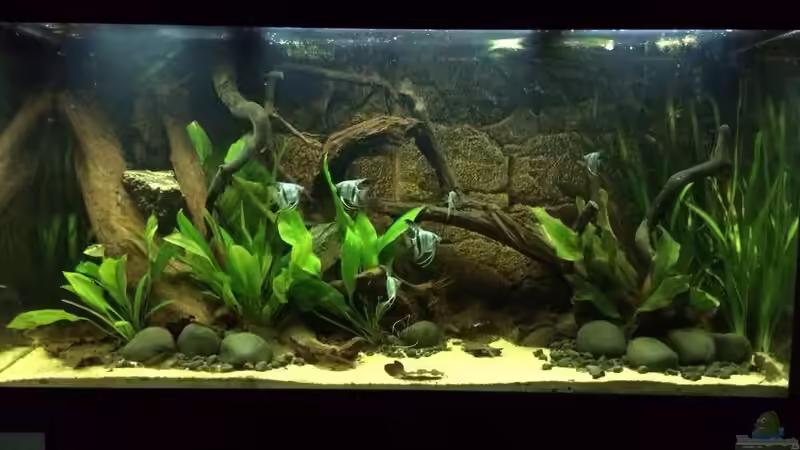 08.02.2014 Gesamtansicht  von Trimmy (8)