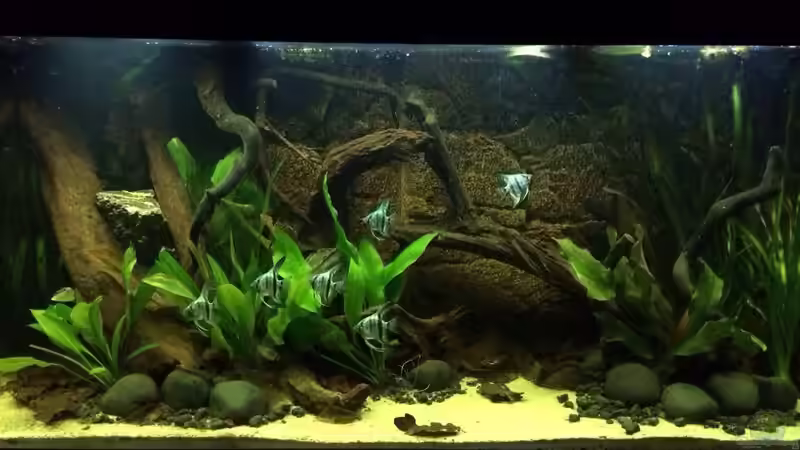 08.02.2014 Gesamtansicht  von Trimmy (9)