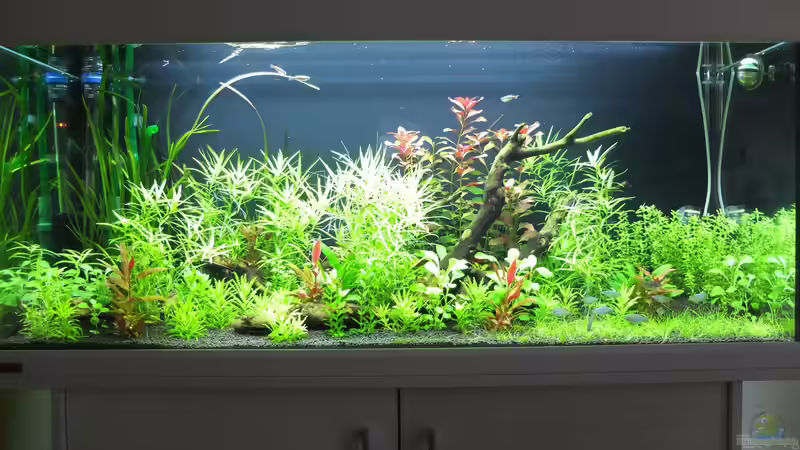 08.02.2014 von axolotl (8)