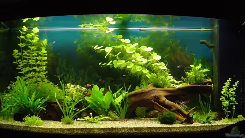 08.02.2014 von Oskar (6)