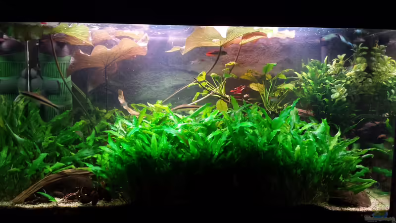 08.02.2015 von JohnnyWishbone (7)