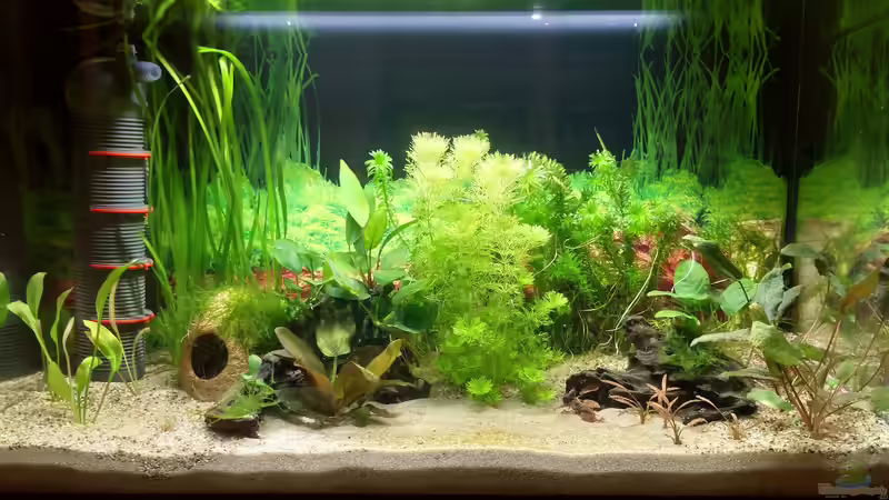 08.02.21 Die Pflanzen entwickeln sich gut. von Lily (12)