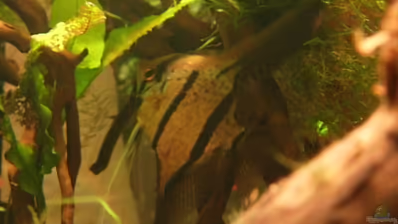 08.03.09 stolzer Vater mit Gelege von Daniel_ (25)