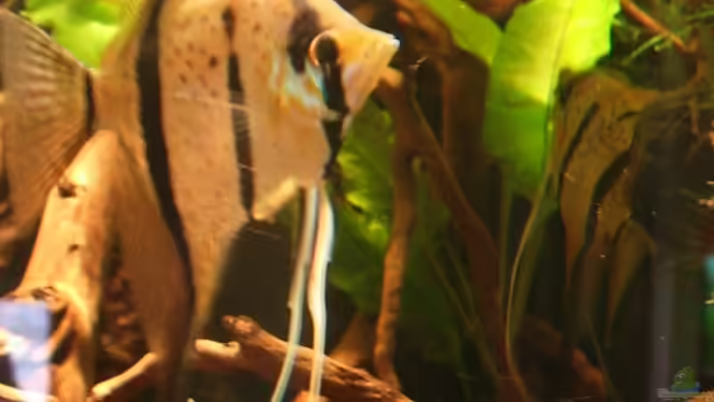 08.03.09 Weibchen im Vordergrund. M im Hintergrund beim Gelege von Daniel_ (26)