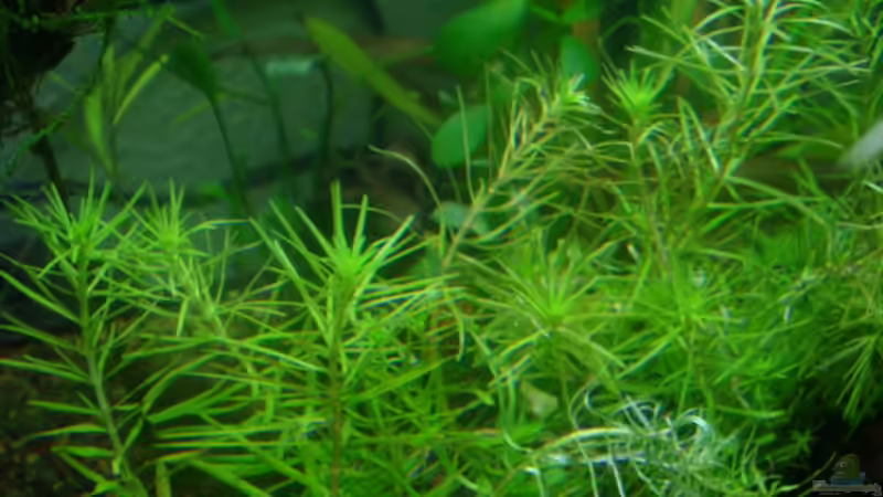 08.03.2009 von Freibel (2)