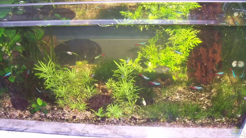 08.03.2014 Roter Tigerlotus ist noch vorhanden