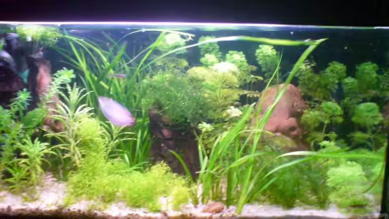 08.04.09 von Dommsel (4)