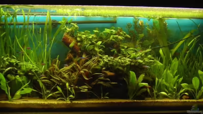 (08.04.2011) eine woche CO2 (recht apistorgamma :D:D) von Die Juli (5)