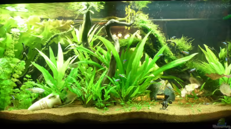 08-05-10 Hinten von Flevus (11)