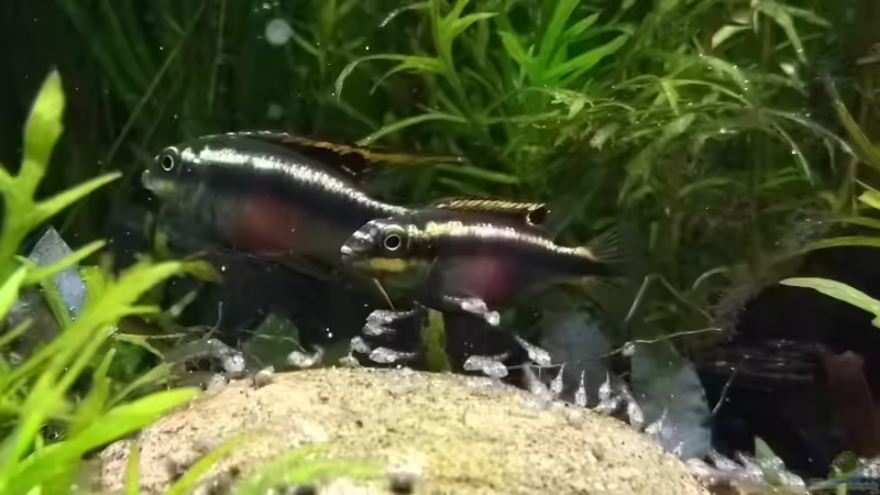 08.05.18 Purpurprachtbarsche mit Nachwuchs von Stephy (36)