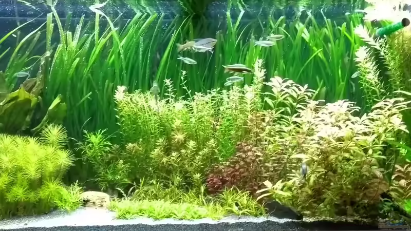 08.05.18 von Stephy (7)