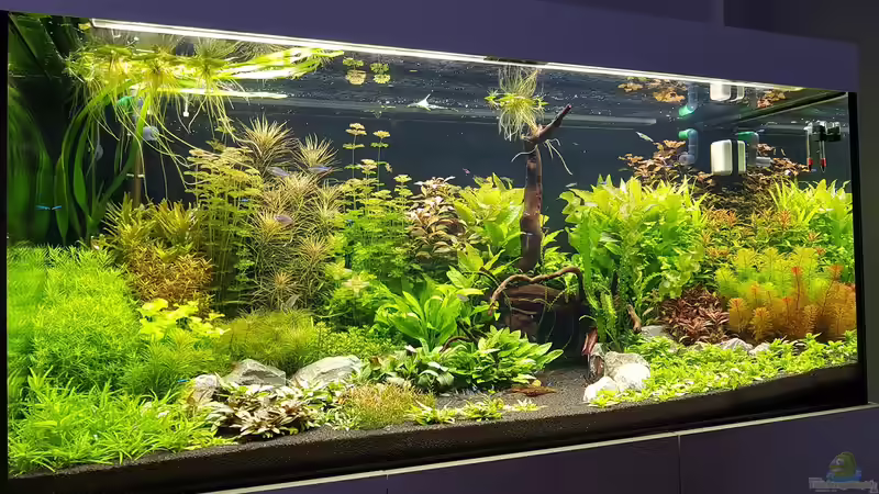 08.05.2017 Tag 24 von Pflanzenmaster (6)