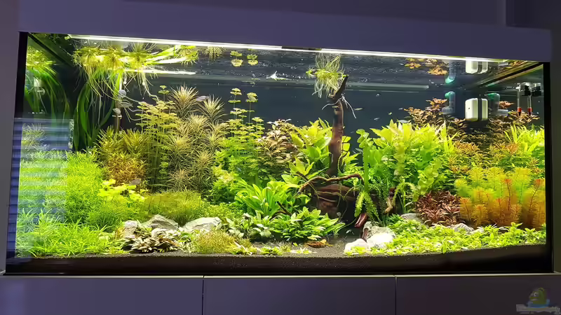 08.05.2017 Tag 24 von Pflanzenmaster (7)