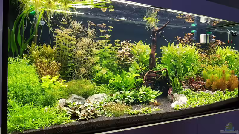 08.05.2017 Tag 24 von Pflanzenmaster (8)