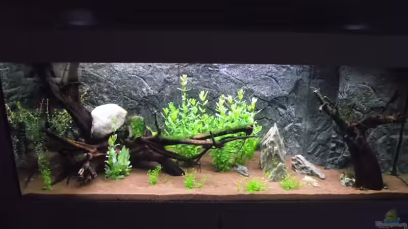 08.06.11, eine Woche nach dem Einrichten von Dr. Manhattan (10)