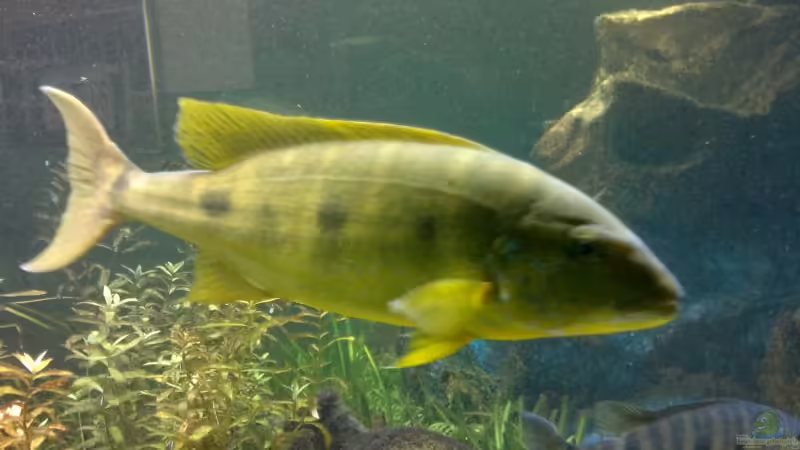 08.07.2011 von buschen-stahl.de (24)