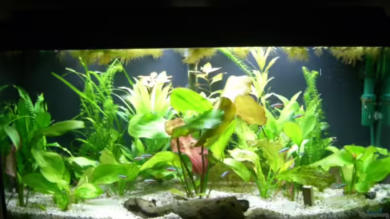 08.08.2009 von Alexander Eckel (4)