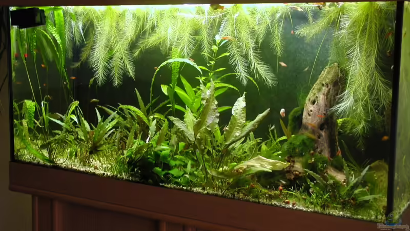 08.08.2009 von Matthias (1)