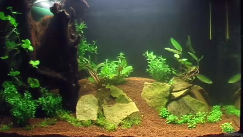 08.08.2010 1. Tag nach Einrichtung von *Lucie* (10)