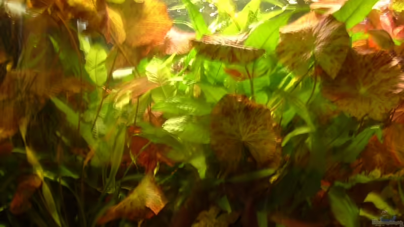 08.09.2009 von Alexander Preuss (2)