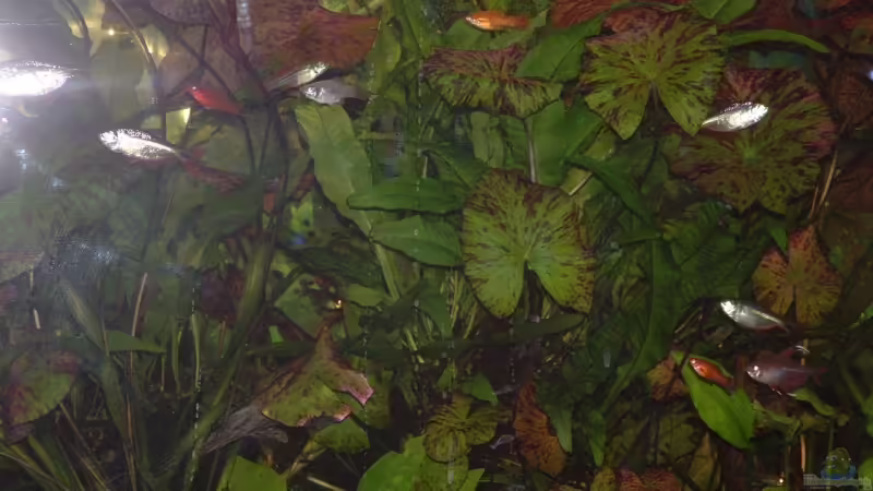 08.09.2009 von Alexander Preuss (7)