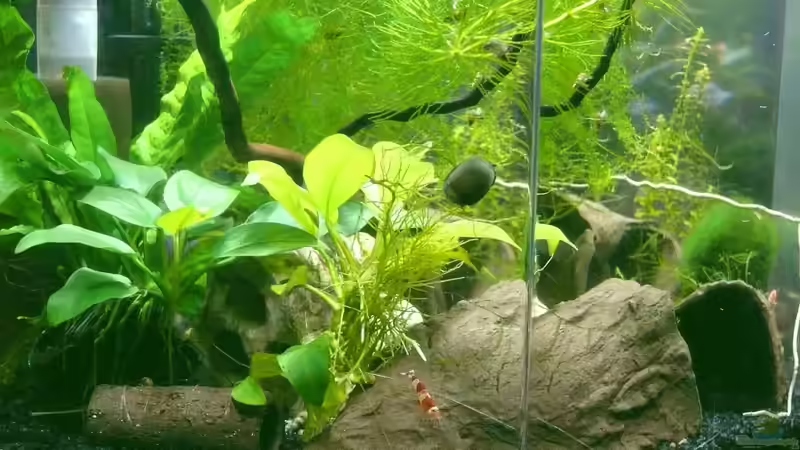 08.09.2010 von Bunter Fisch (3)