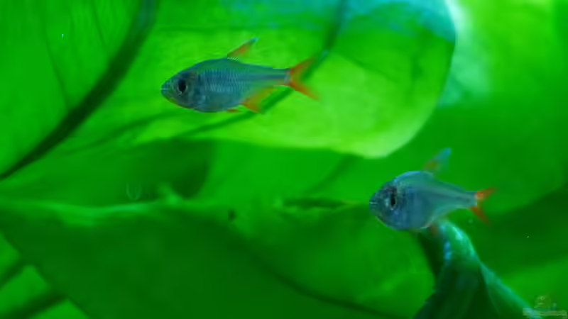 08.09.2023 - Nachwuchs von Pegnitz (35)