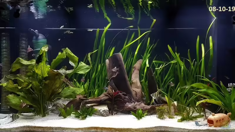 08-10-19 von E2k (3)