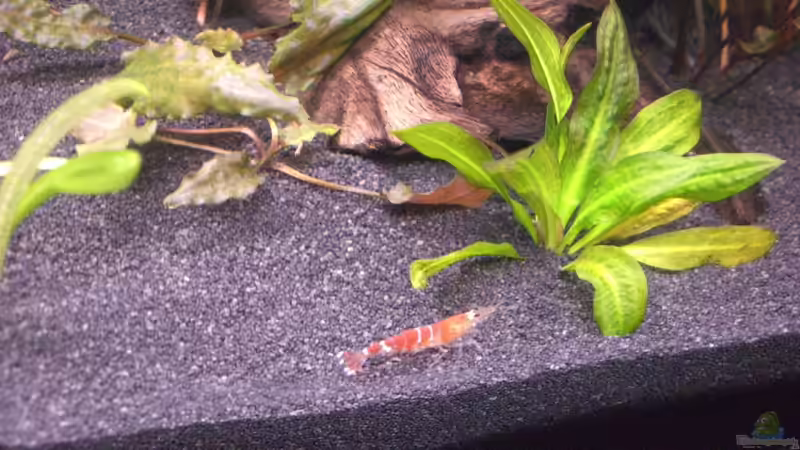 08.10.2007 - Crystal Red von out (4)