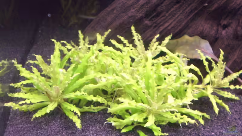 08.10.2007 - Pogostemon helferi von out (2)