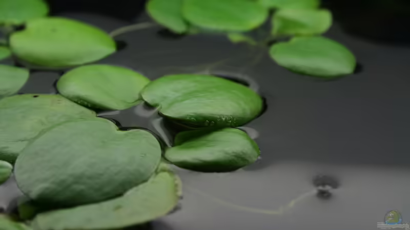 08.10.2012 Limnobium leavigatum von Mario K (14)