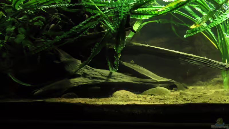 Crinum natans im Aquarium pflanzen (Einrichtungsbeispiele mit Breitblättrige Hakenlilie)