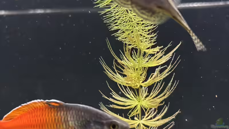 08.10.25 sewellia lineolata 1 von herkla (41)