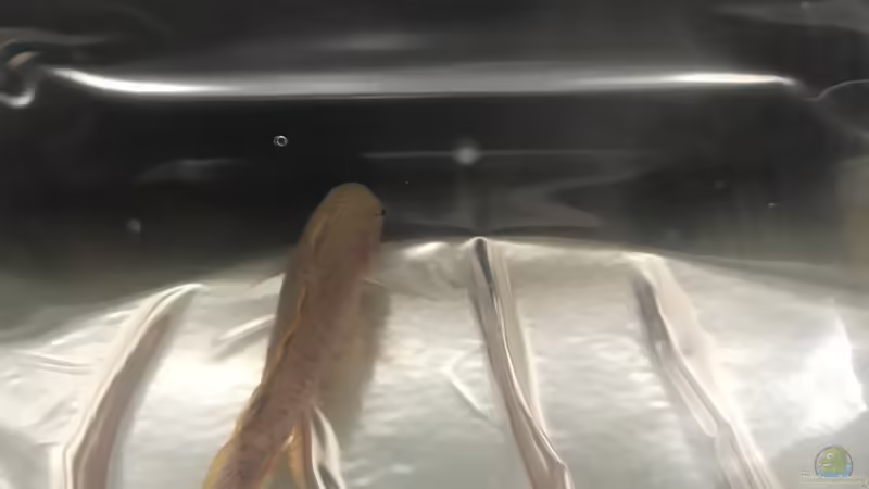 08.11.2023 Ankunft Tateurndina ocellicauda neues Männchen von herkla (74)