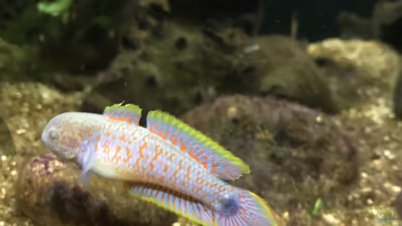 08.11.2023 im Becken angekommen von herkla (75)